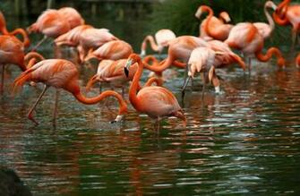 Flamingo Computer Wallpaper Desktop Background Id
