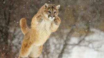 Puma Animal Wallpaper HD Background Of Your Choice