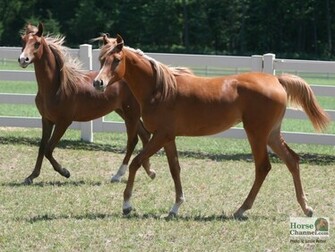 Arabian Horse Screensaver And Desktop Wallpaper