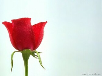 Red Rose Love Wallpaper E Entertainment