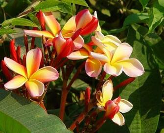 Hawaiian Flower Exotic Flowers Wallpaper Computer Desktop