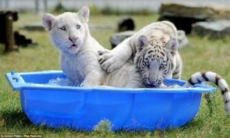 Funny Summer Animals Newbest Photos Wallpaper All