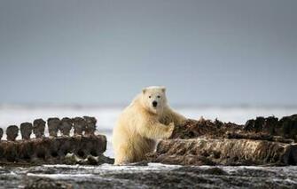 Wallpaper White Nature Background Shore Bear