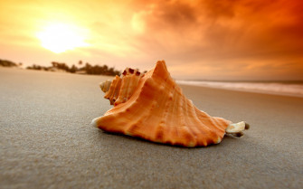 Sand Beach Shell Sea Wallpaper HD