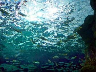 Wallpaper Aquarium