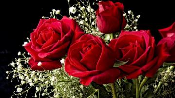 Red Rose Desktop Background Wallpaper HD Net