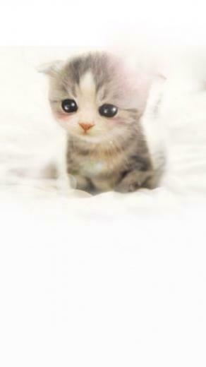 Cute Scottish Fold Wallpaper iPhone