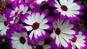 Wallpaper Cineraria Flowers Bright Colorful