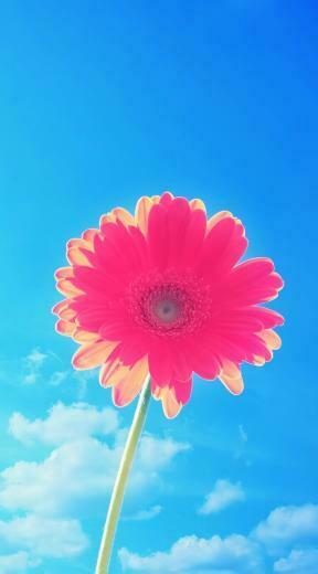 Ios Flower Wallpaper HD Details