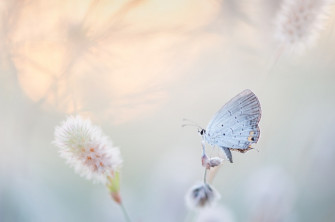 Butterfly Wallpaper HD Hq