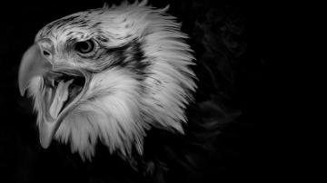 Black Eagle Wallpaper For Computer Cool