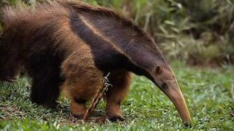 Wallpaper Collections Anteater