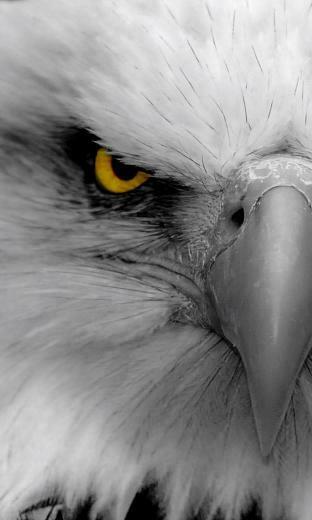 Blackberry Wallpaper For American Eagle