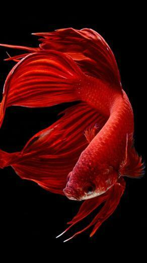 Apple iPhone 6s Wallpaper With Red Betta Fish In Dark Background HD
