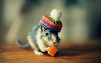 Browse Funny Animated Screensaver HD Photo Wallpaper Collection