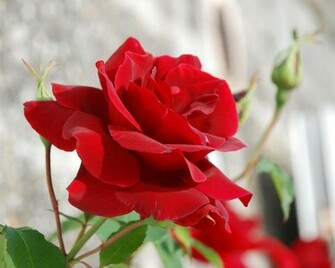 Rose Flower The Wondrous Pics
