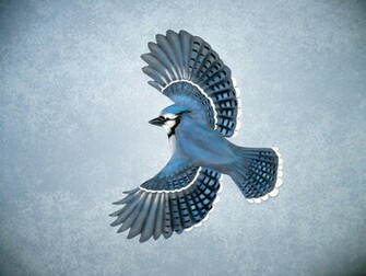 Cool Wallpaper Blue Jay
