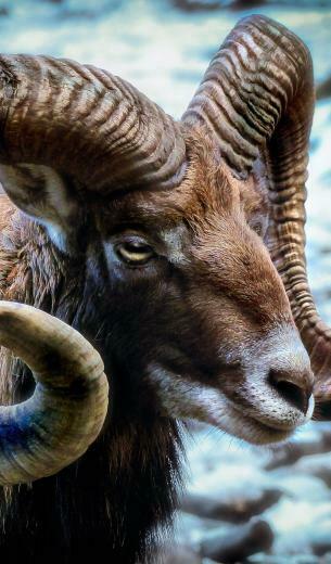 Mammal Mouflon Sheep Animals Mammals Interesting
