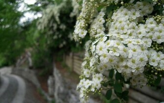 White Flower Wallpaper