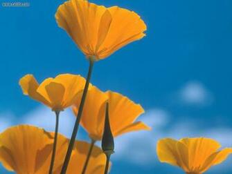 HD Wallpaper California Poppy X Kb Jpeg
