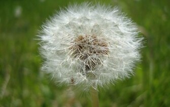 Dandelion Clock Desktop Wallpaper