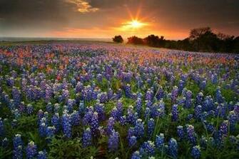 Wild Flowers Sugar Ridge Texas Pixdaus