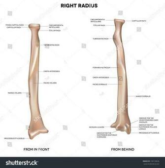 Radius Human Right Bone Detailed Medical Illustration