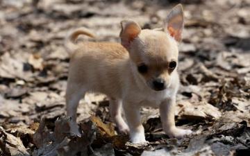 Chihuahuas Very Cute Puppy Wallpaper On