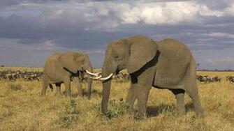 HD Elephants Wallpaper And Photos Animals
