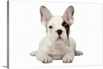 Fawn Pied French Bulldog Puppy On White Background Wall Art