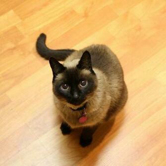 Siamese Cat Wallpaper
