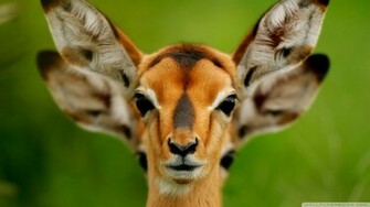 Wild Animals Wallpaper