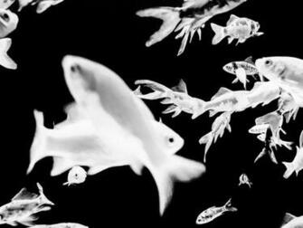 Fishy HD Photo By Kai Oberh User Memoryonsounds