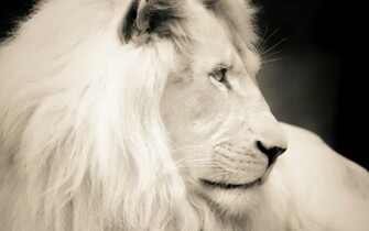 White Lion Wallpaper