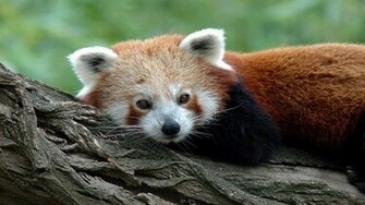 Red Panda Wallpaper