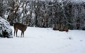 Deer Snow Wallpaper In