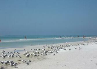 Sarasota Fla Wallpaper