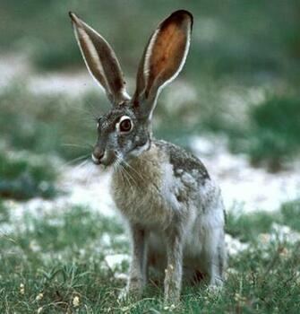 Jack Rabbit Hare Wallpaper Picture