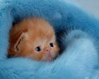 Adorable Kitten Small Wallpaper