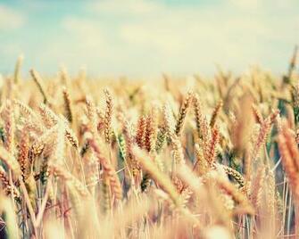 Wallpaper Field Spikes Sky Bright Mellow