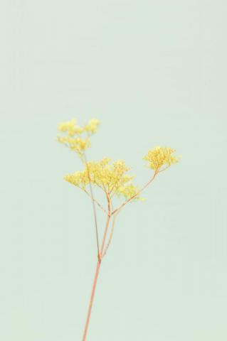 Pastel Yellow Pictures Image