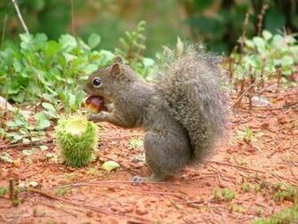 Funny Squirrel Wallpaper HD Desktopinhq Net