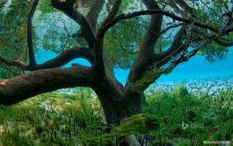 Nature Wallpaper Microsoft Bing
