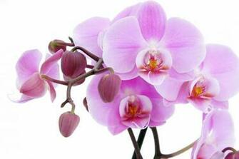 Attractive Pink Orchids Wallpaper Beautiful Desktop