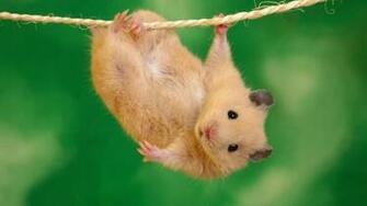 Green Animals Rope Hamster Acrobatics Cute Things HD Wallpaper