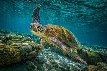 4k Turtle Wallpaper Background Image