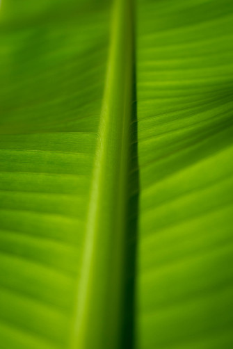 Banana Leaf Wallpaper