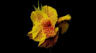Canna Wallpaper Nature Flowers Yellow