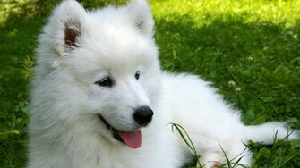 Wallpaper Samoyed Puppy Grass Full HD 1080p Background