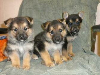 Baby German Shepherd Puppies Beautiful Babies Girls And